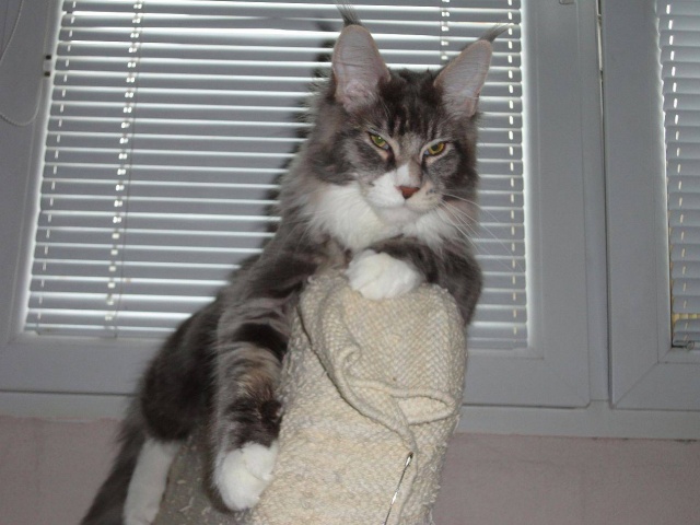 Maine Coon - mainská mývalia mačka - www.maine-coons.sk